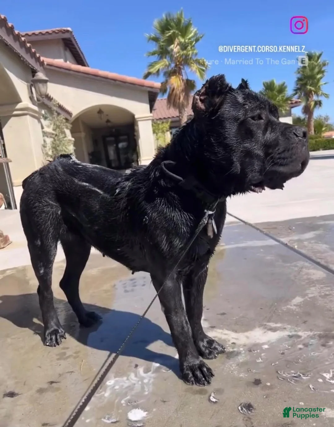 Cane Corso dogs for sale: Cane Corso 2 - Ad 13