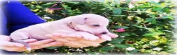 Italian Greyhound dogs for sale: Zayne - Ad 4