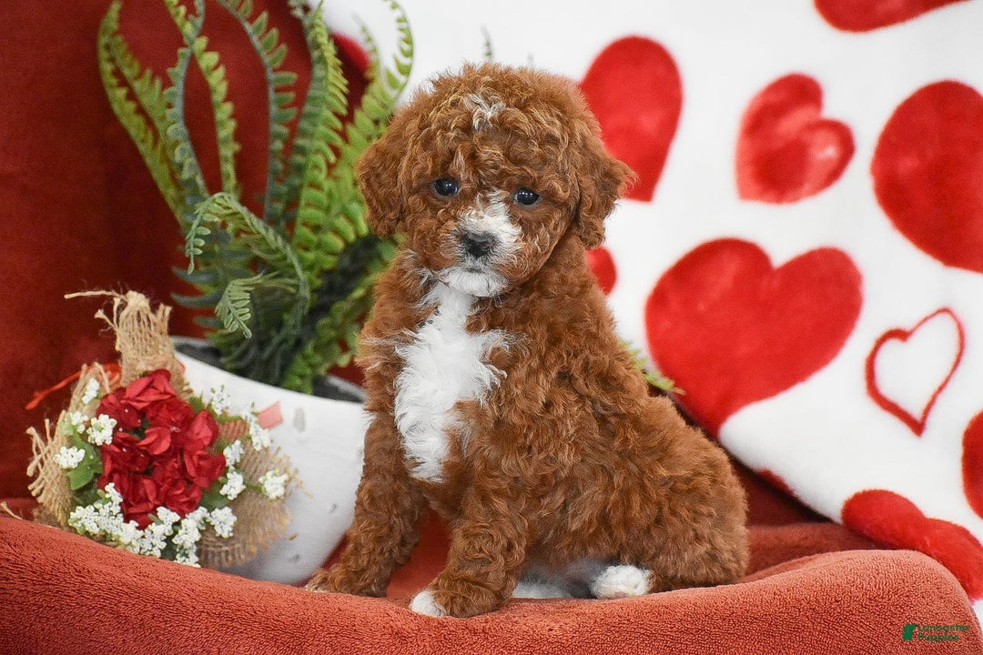 Gallery Image {{count}}