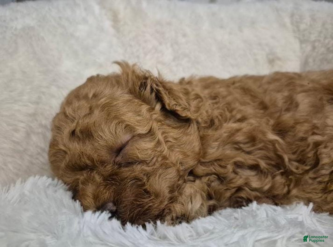 Maltipoo dogs for sale: Billy - Ad 15