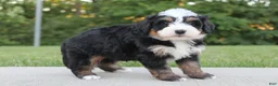 Mini Bernedoodle dogs for sale: Oden - Ad 4