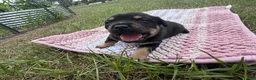 Mixed Breed dogs for sale: Beef - Ad 5