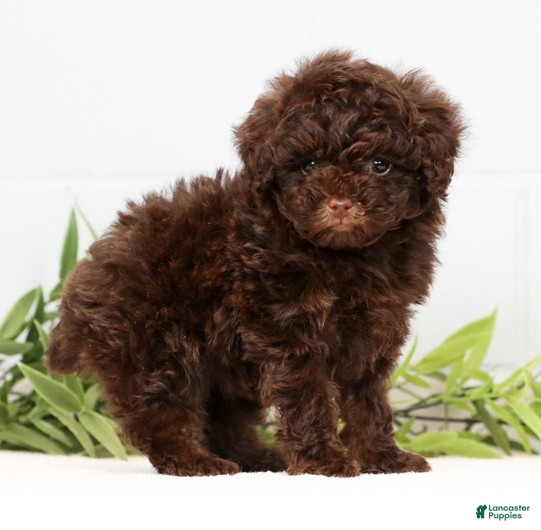 Toy Poodle dogs for sale: Lexie Toy - Ad 3