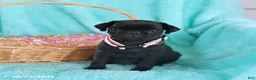 Pug dogs for sale: Bella   - Ad 5