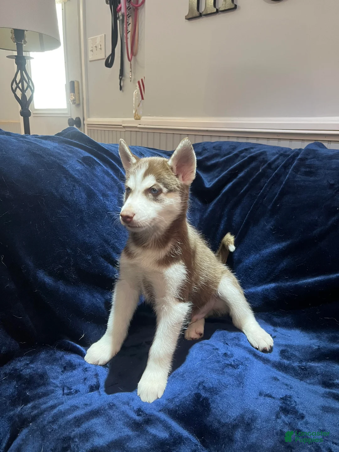 Siberian Husky dogs for sale: Milo - Ad 1