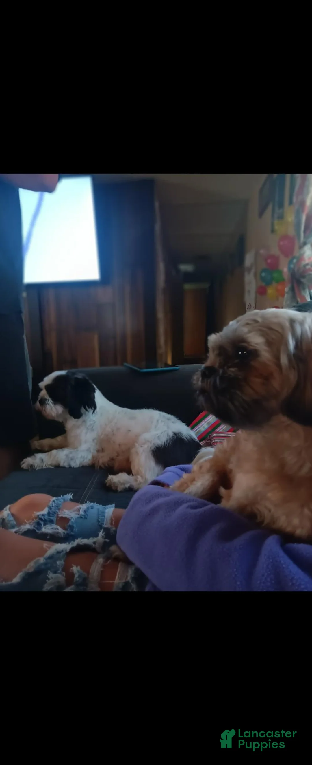 Shorkie dogs for sale: Precious - Ad 6