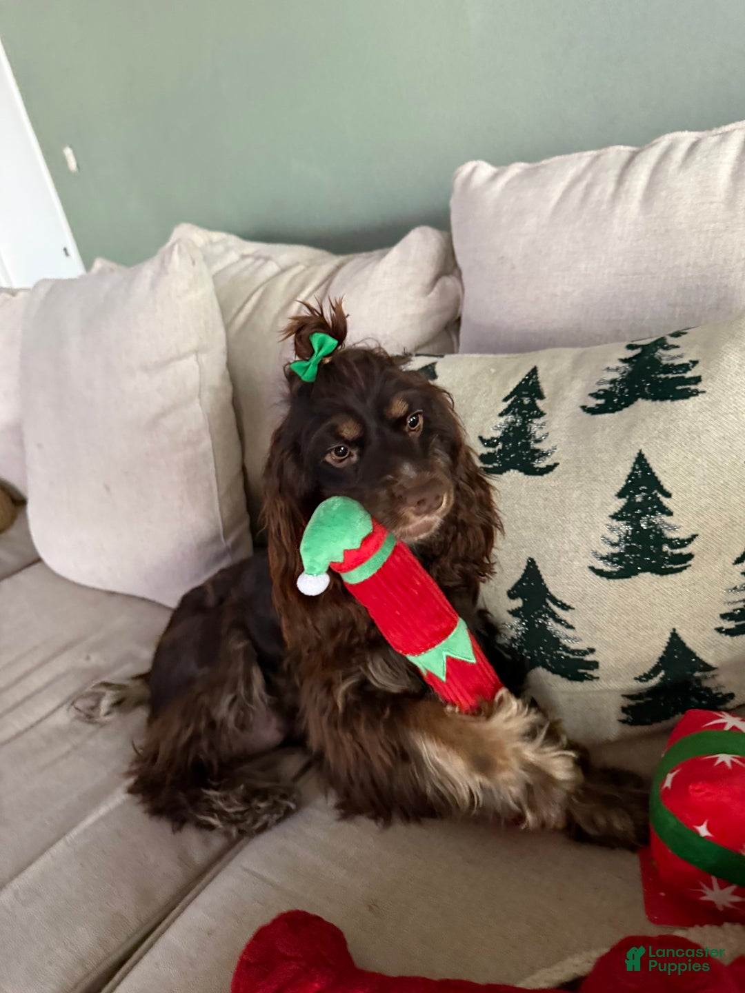 Cocker Spaniel dogs for sale: Enzo - Ad 2