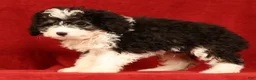 Mini Aussiedoodle dogs for sale: CoCo - Ad 5