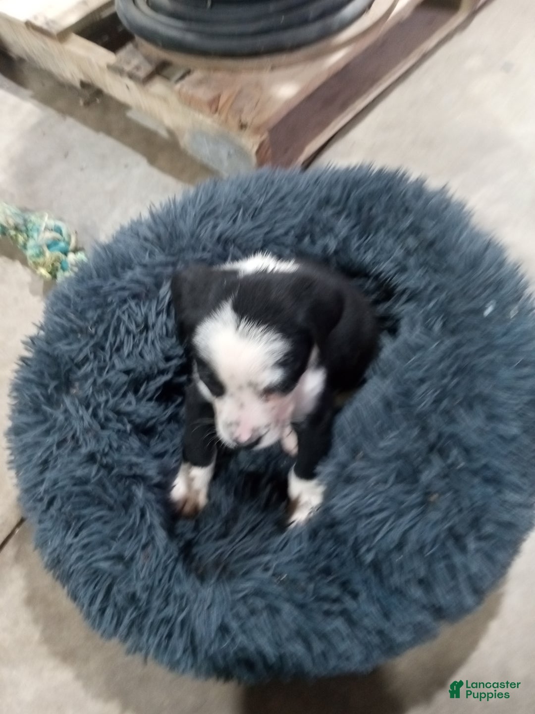 Mixed Breed dogs for sale: Lilly - Ad 7