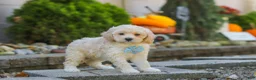 Maltipoo dogs for sale: Brooks - Ad 4