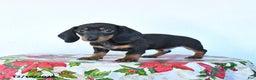 Miniature Dachshund dogs for sale: Scooter - Ad 2