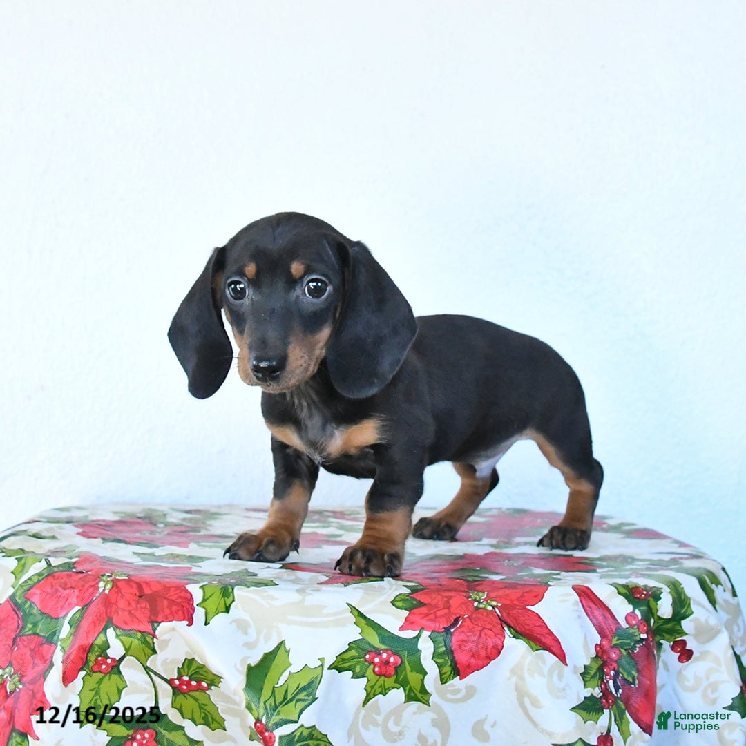 Miniature Dachshund dogs for sale: Scooter - Ad 2