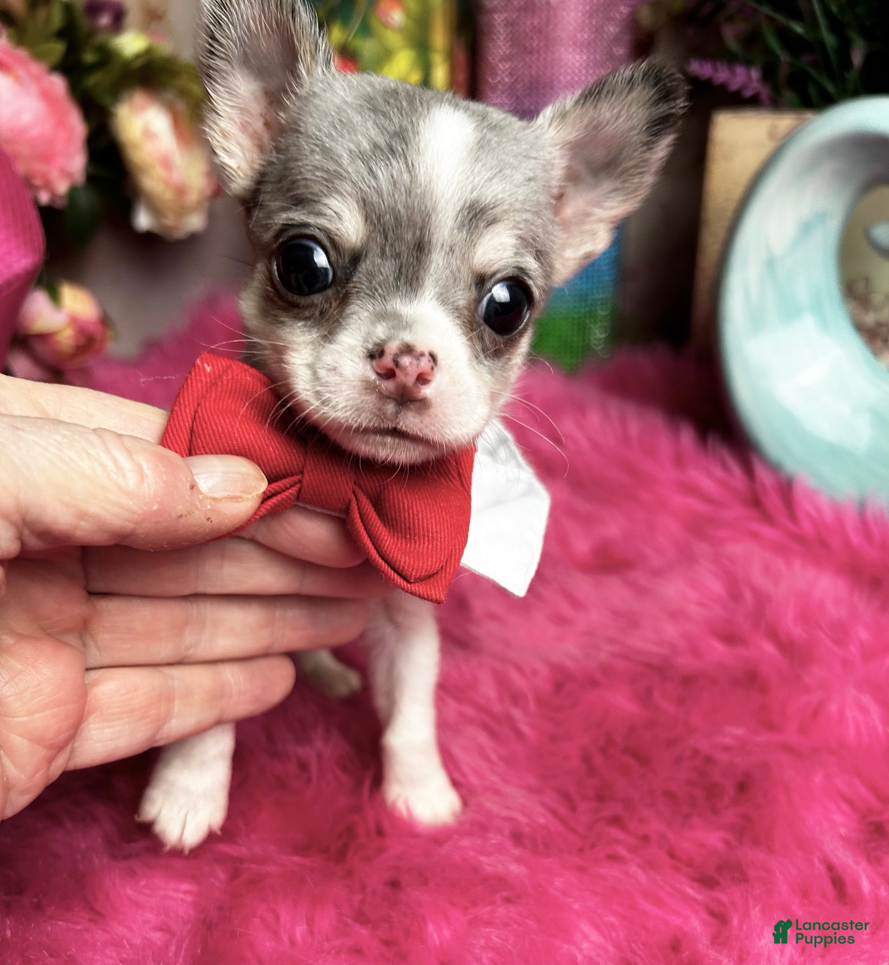 Chihuahua dogs FRECKLES  - Ad 2