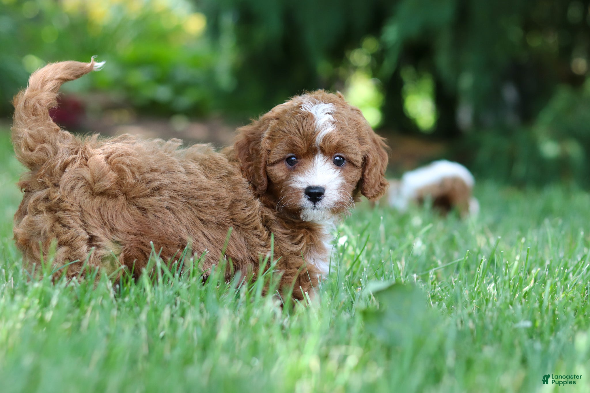 Cavapoo dogs Oscar - Ad 2