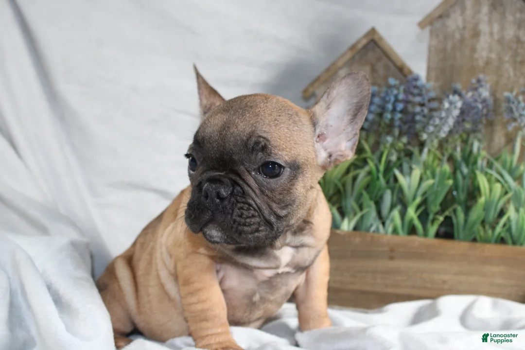 French Bulldog dogs for sale: French Bulldog Puppy 1 - Ad 4