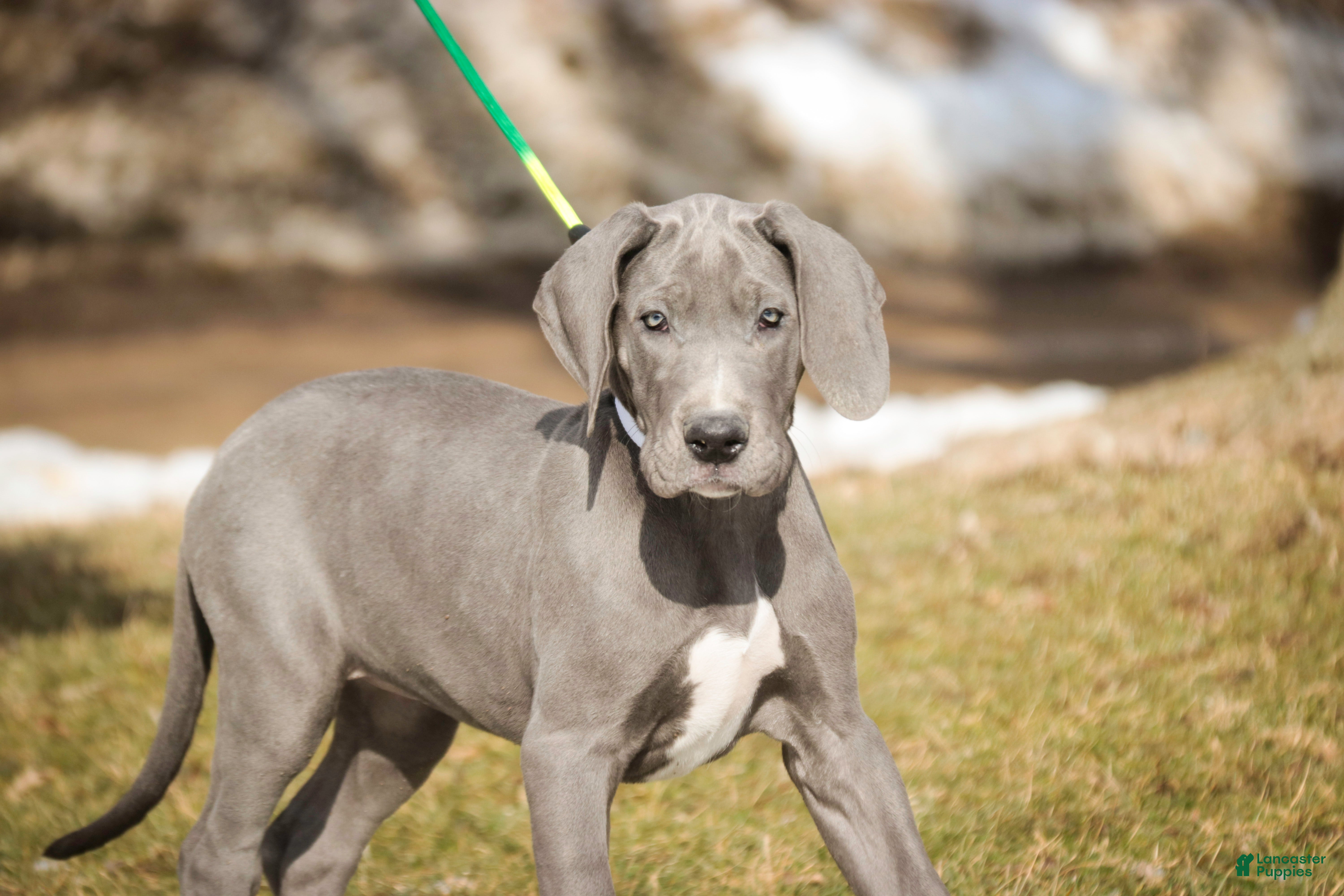Great Dane dogs Clarabel - Ad 2