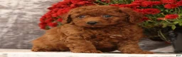 Cavapoo dogs for sale: Sherman - Ad 7