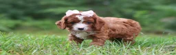 Cavapoo dogs for sale: Wilma - Ad 4