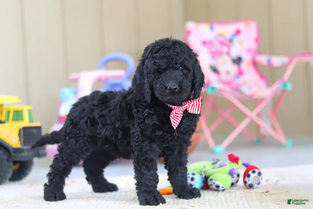 Newfypoo dogs for sale: Brady - Ad 4