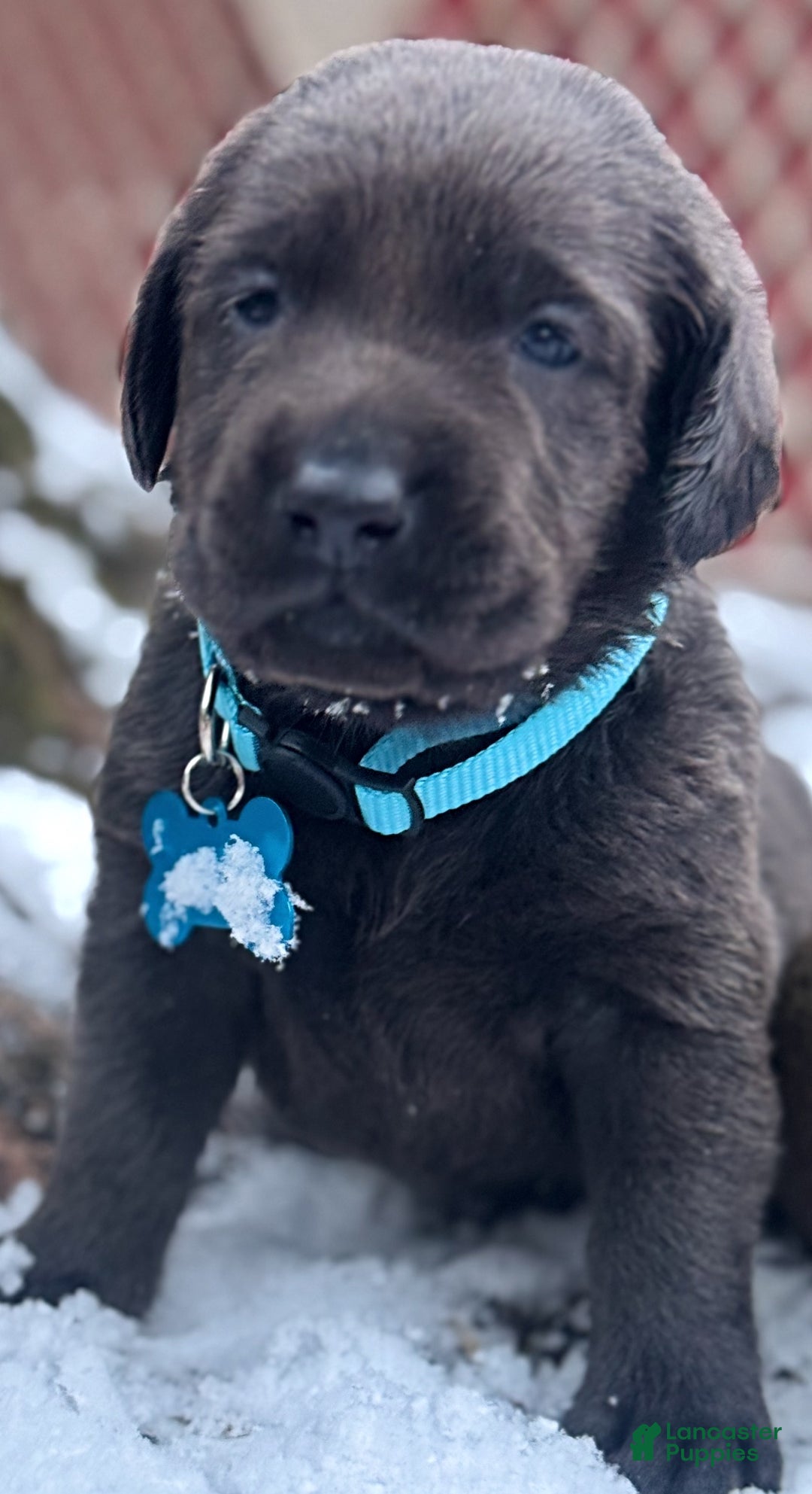 Labrador Retriever dogs for sale: Labrador Retriever Puppy 1 - Ad 3