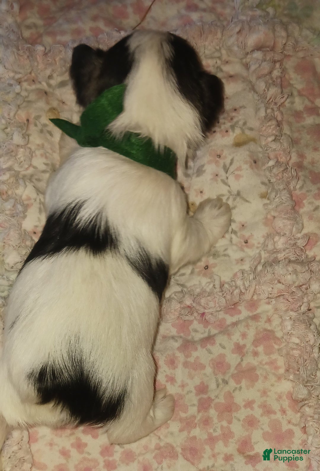 Miniature Schnauzer dogs for sale: Mia's Green Ribbon Boy  - Ad 5