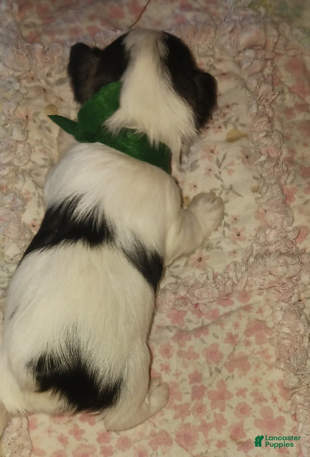 Miniature Schnauzer dogs for sale: Mia's Green Ribbon Boy  - Ad 5