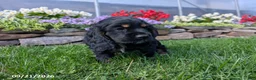 Cocker Spaniel dogs for sale: Alisa - Ad 7