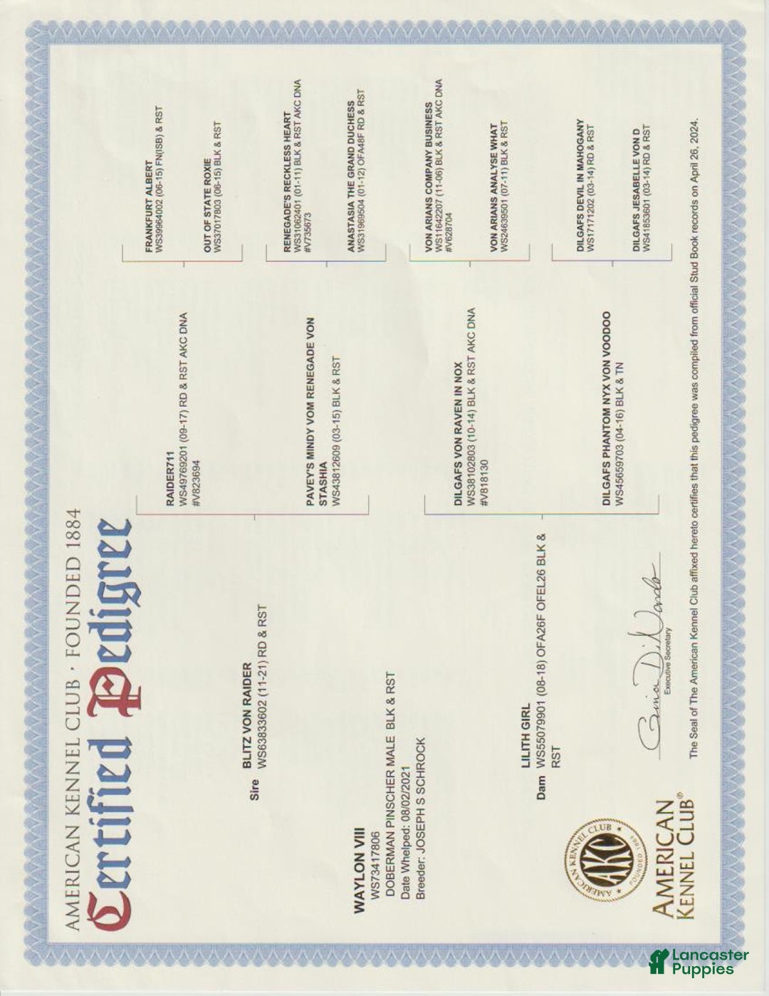 Doberman Pinscher dogs for sale: Doberman Pinscher Puppy 2 - Ad 12