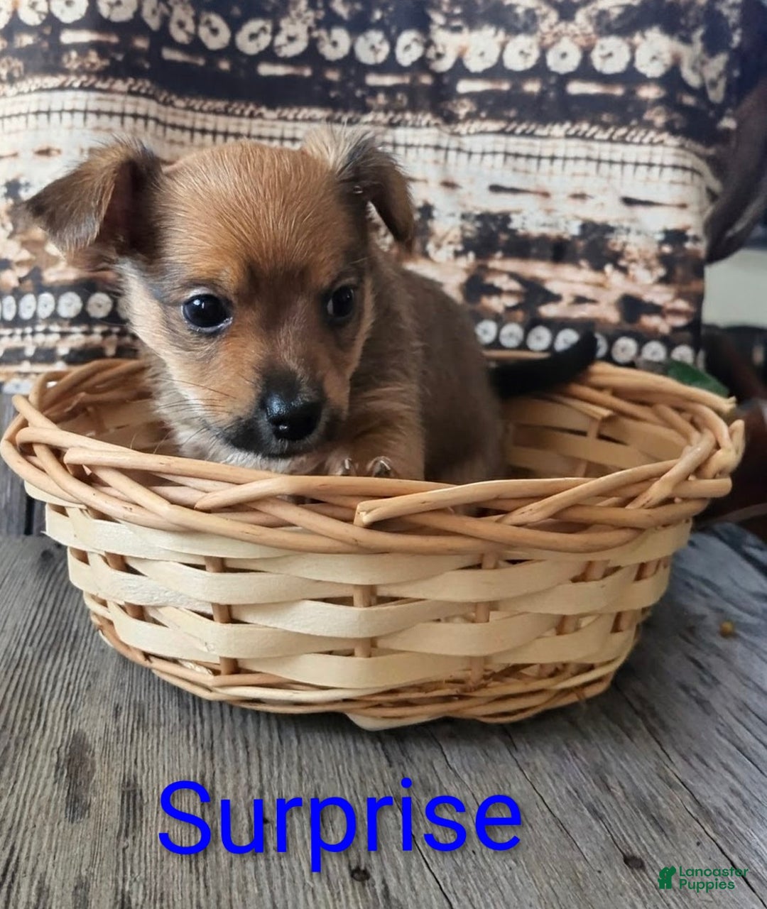 Yorkshire Terrier dogs for sale: Surprise - Ad 4