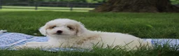 Mini Goldendoodle dogs for sale: Tulip - Ad 6