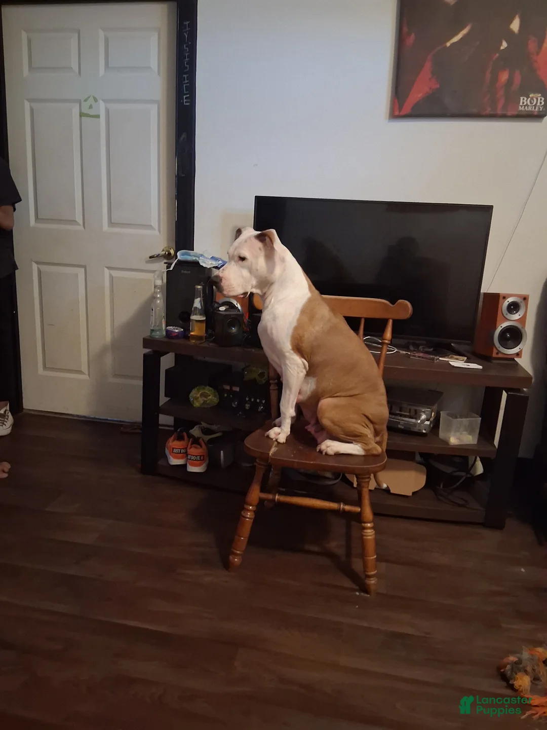 American Pit Bull Terrier dogs for sale: American Pit Bull Terrier 4 - Ad 2