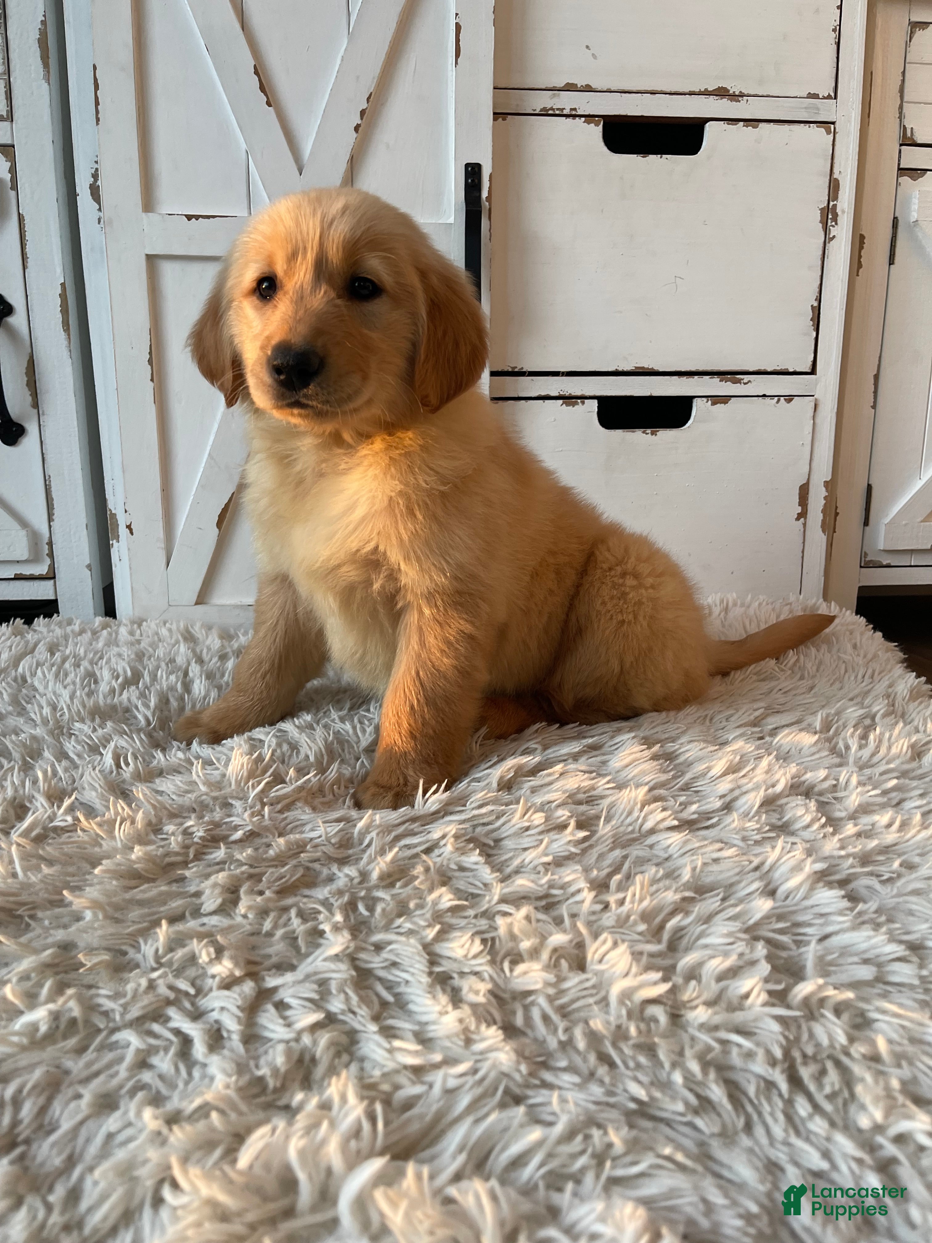 Golden Retriever dogs Charlie  - Ad 1