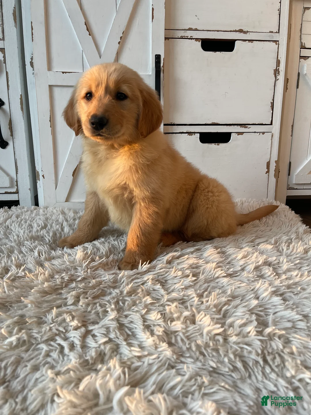 Golden Retriever dogs for sale: Charlie  - Ad 1