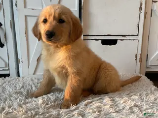 Golden Retriever dogs for sale: Charlie - Ad 3