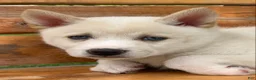 Alaskan Klee Kai dogs for sale: Blue Eyes Little Beau~! - Ad 13