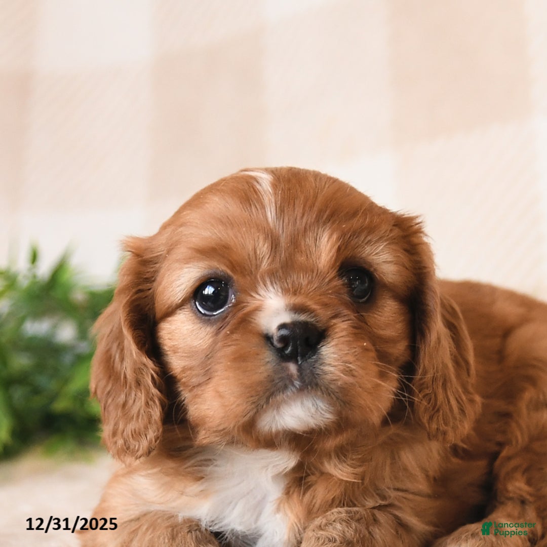 Cavalier King Charles Spaniel dogs for sale: Scarlet - Ad 4