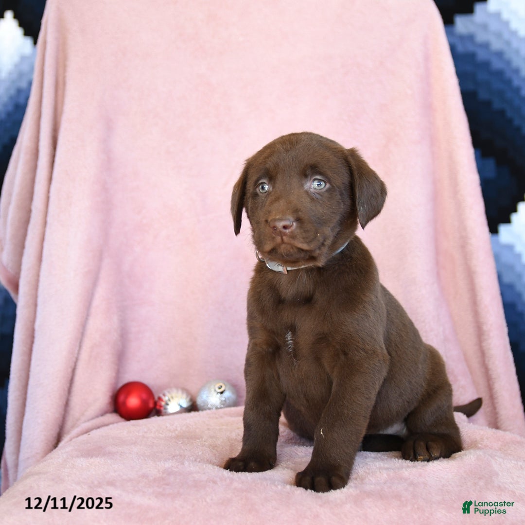 Labrador Retriever dogs for sale: Action - Ad 2