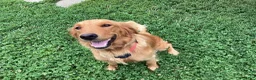 Golden Retriever dogs for sale: Peanut  - Ad 4