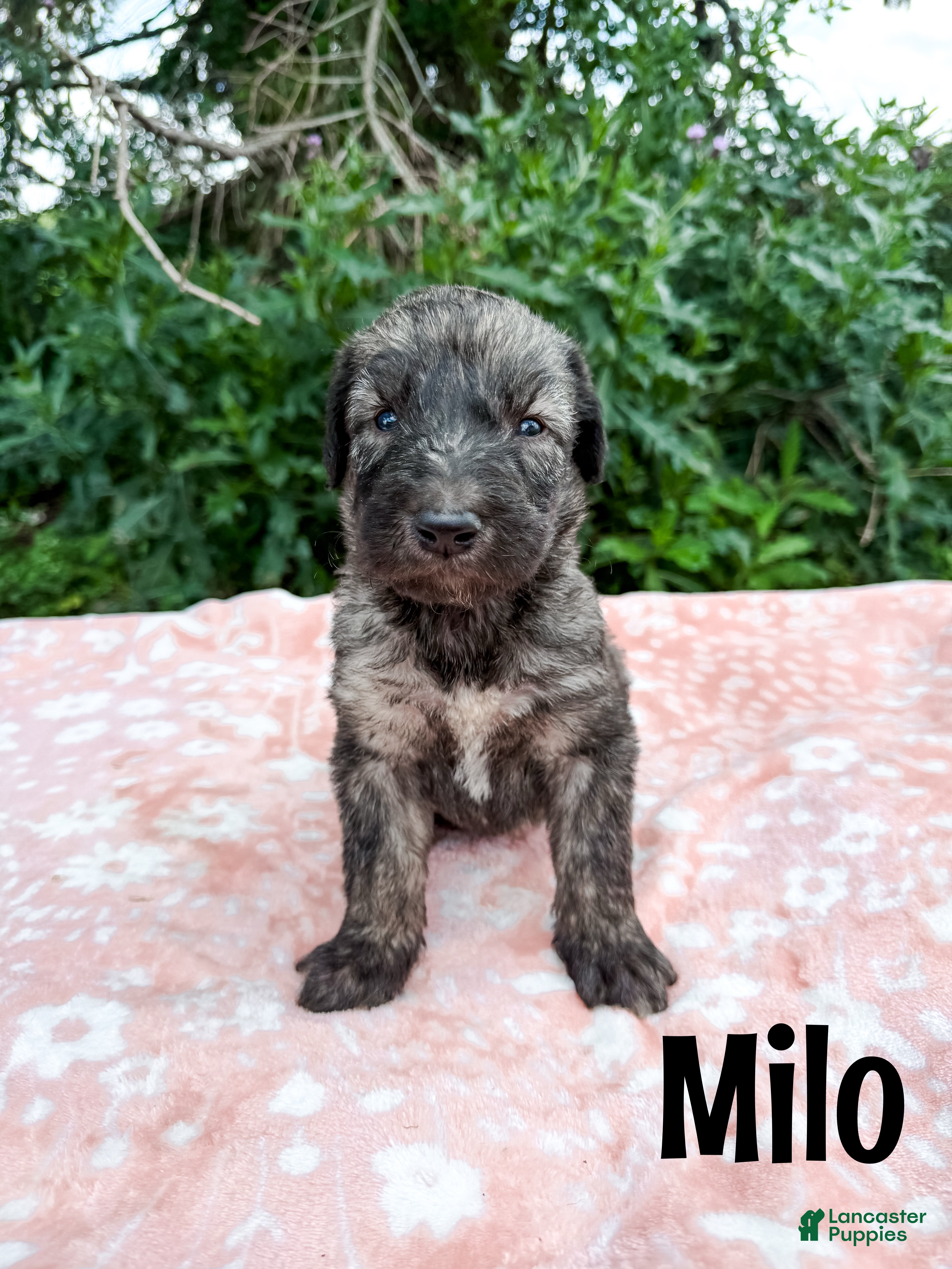 Mixed Breed dogs Milo - Ad 1