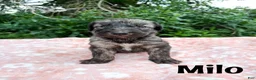 Mixed Breed dogs for sale: Milo - Ad 1