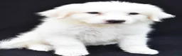 Great Pyrenees dogs for sale: Marla - Ad 3