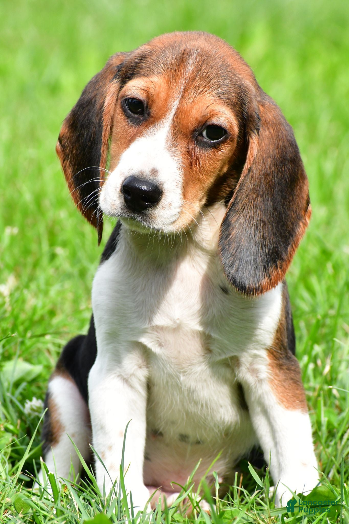Beagle dogs Bo - Ad 1