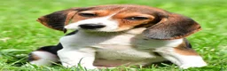 Beagle dogs for sale: Bo - Ad 1