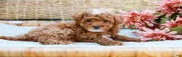 Toy Poodle dogs for sale: Bubbles - Ad 4