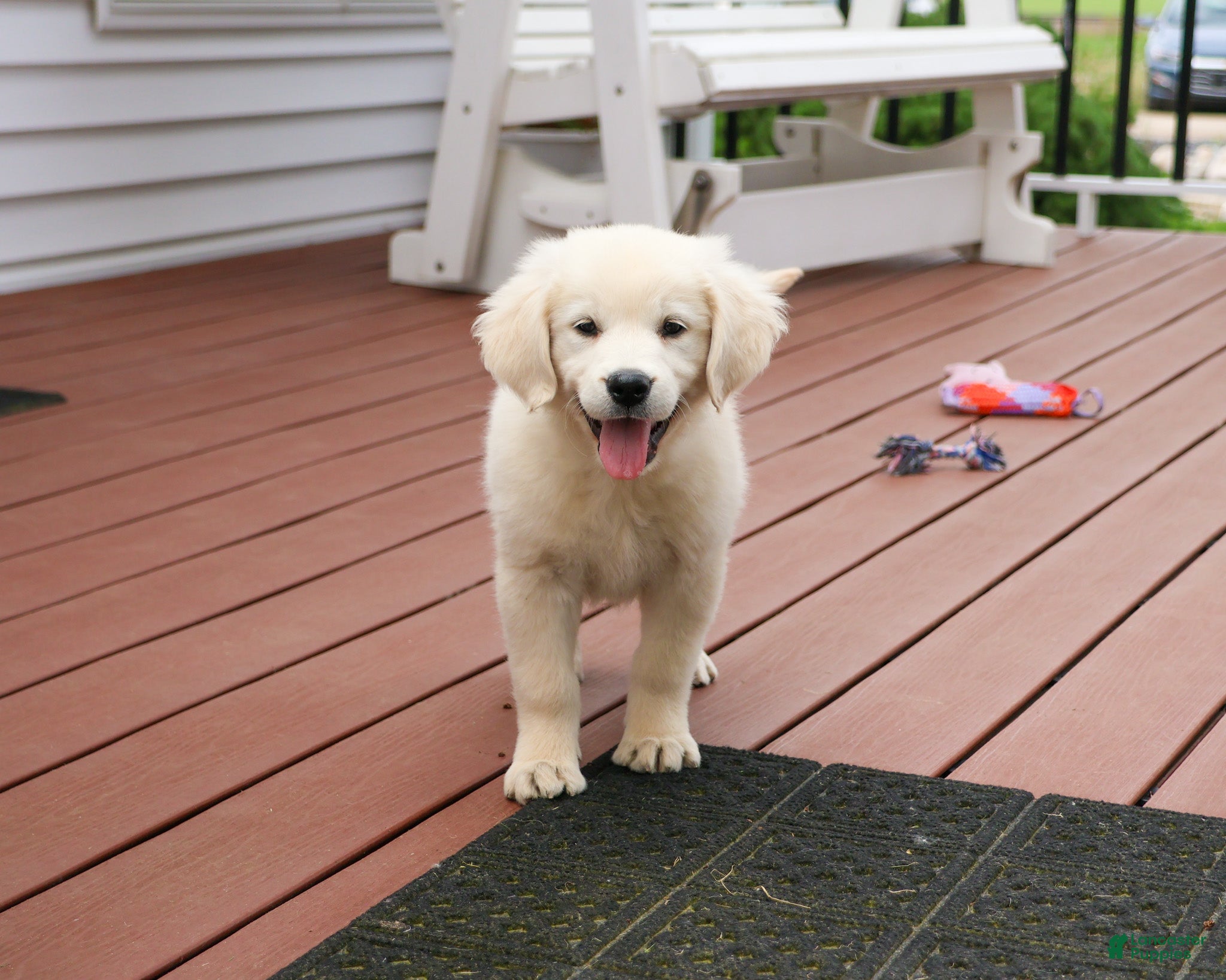Golden Retriever dogs Delaney  - Ad 3