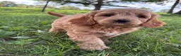 Cavapoo dogs for sale: Cal - Ad 4