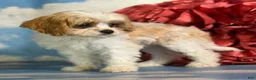 Cavapoo dogs for sale: Chive - Ad 4