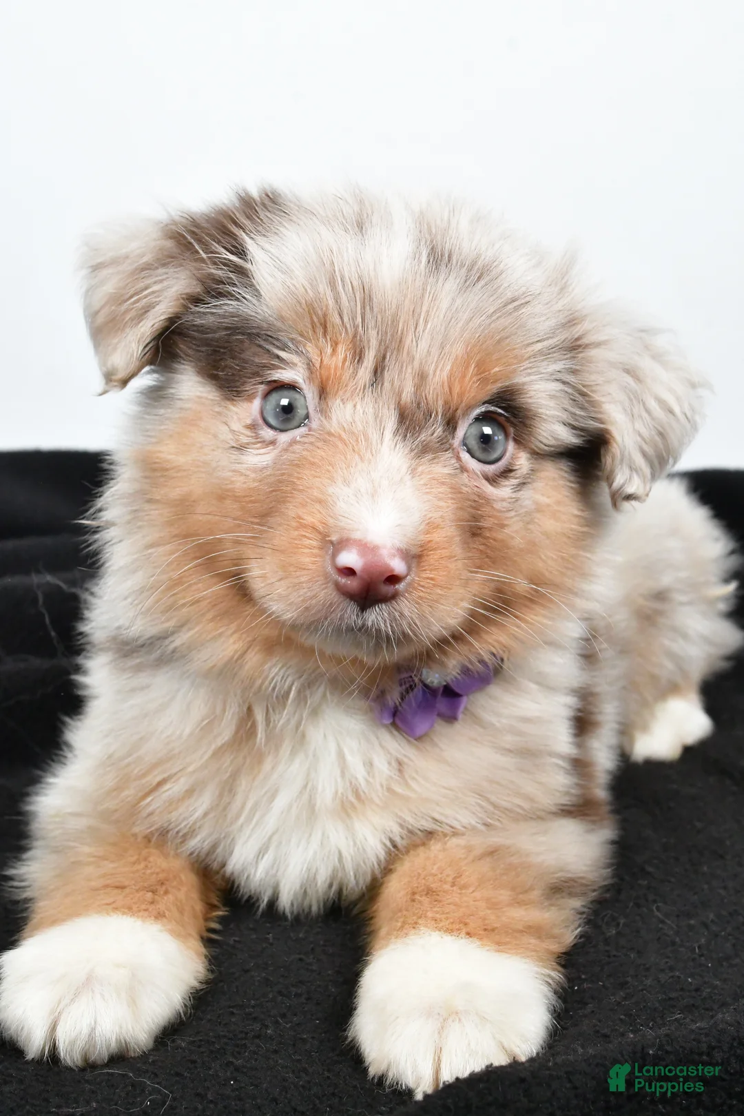 Miniature Australian Shepherd dogs for sale: Luna - Ad 7