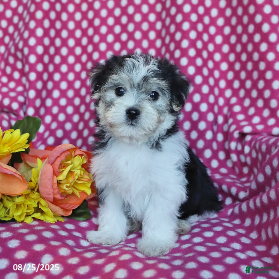 Morkie dogs for sale: Max - Ad 7