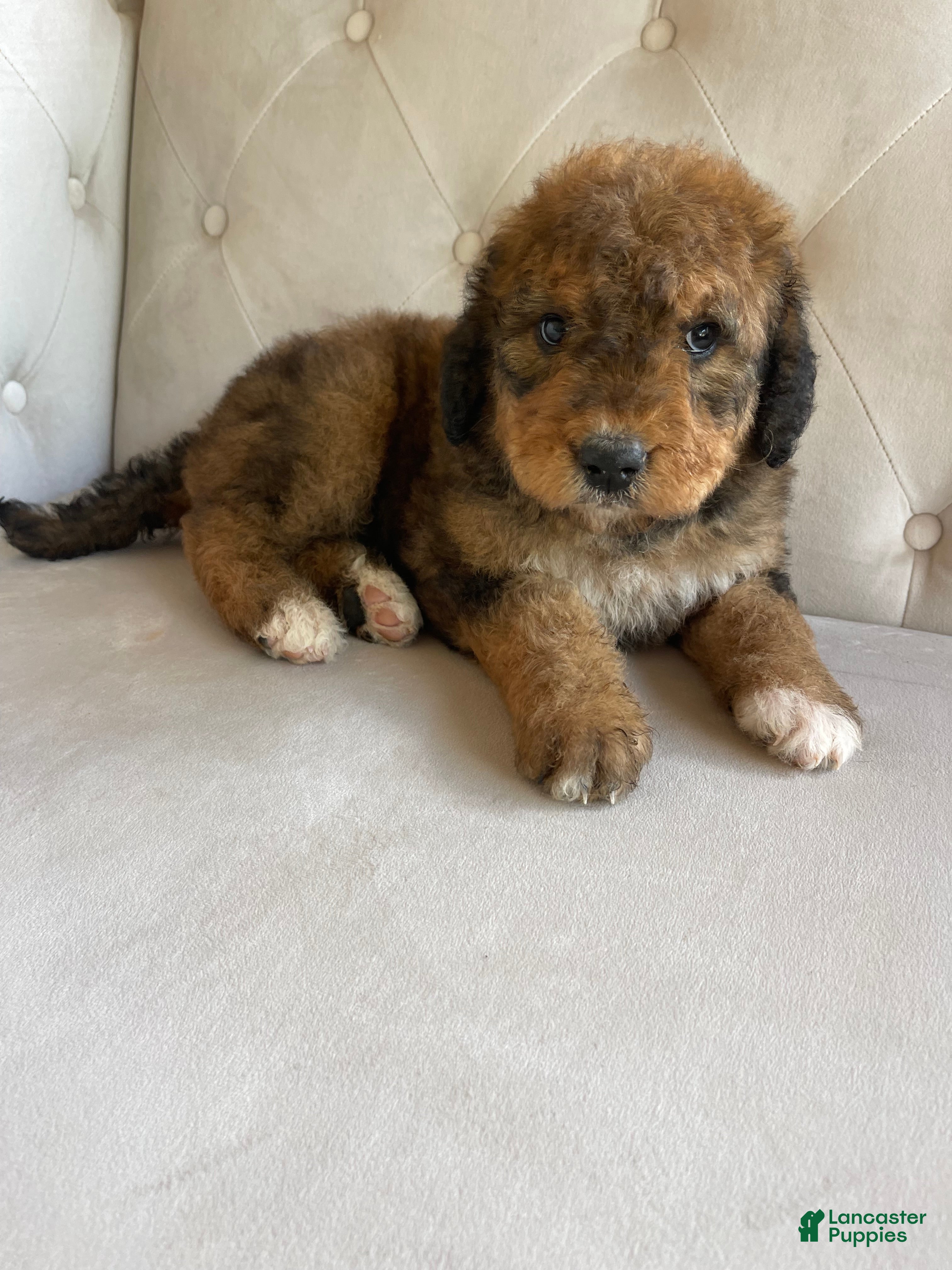 Bernedoodle dogs Rosie ❤️ Red sable Bernedoodle  - Ad 40